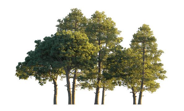 Pinus pinaster clump (maritime pine, cluster pine) isolated PNG on a transparent background premium nature cutout
