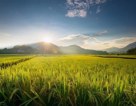 sawah di pagi hari dengan sinar matahari yang cerah matahari benar hampir