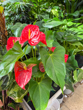 Bright red anthurium flowers with glossy heart-shaped blooms and lush tropical green foliage, vibrant indoor botanical plant background ideal for floral, tropical, and houseplant design concepts.