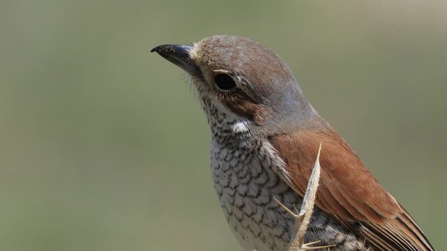 Red-backed Shrike bird perching on a branch	