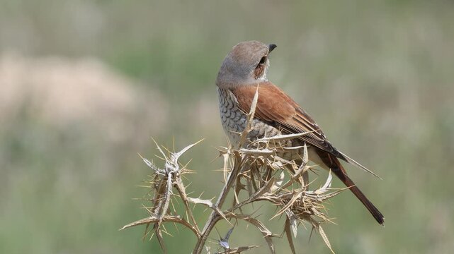 Red-backed Shrike bird perching on a branch	
