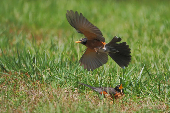 American robin swooping at another robin on the ground as it evades. 