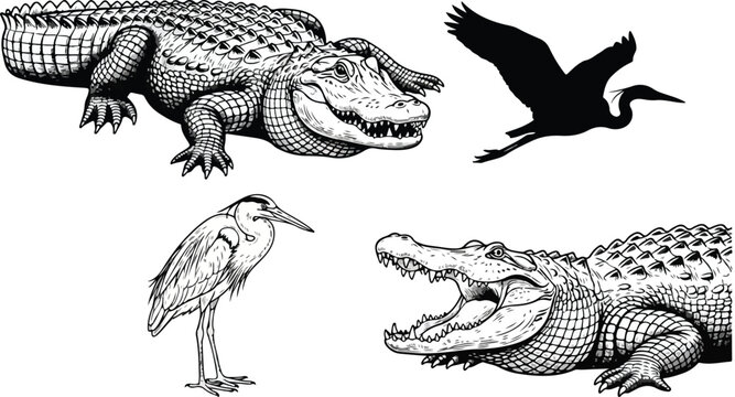 A dangerous set of green scaly dragons, crocodiles, and dinosaurs featuring sharp teeth and long tails, isolated on white as wild tropical reptile predators