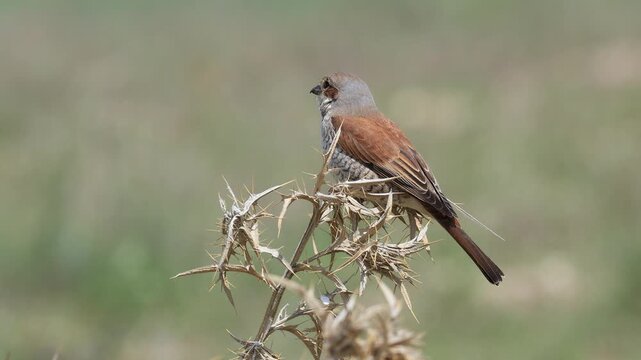 Red-backed Shrike bird perching on a branch	