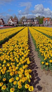 Vertical video of yellow tulip fields with Dutch houses and cloudy blue sky in the Netherlands