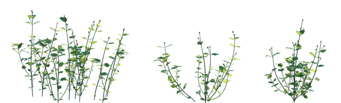 Set of Stellaria media (commonly known as Chickweed) flowering frontal isolated png on a transparent background perfectly cutout high resolution