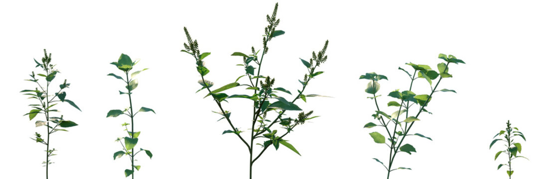 Set of Amaranthus viridis and Stellaria media flowering frontal isolated png on a transparent background perfectly cutout high resolution