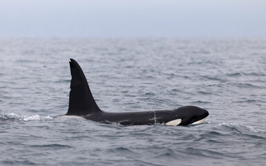 Naklejka premium Orca, Killer Whales channel Island National Park, California, USA