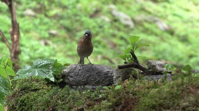 Finch (Fringilla coelebs) Fringuello	