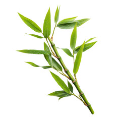 Fototapeta premium A single bamboo stem with vibrant green leaves is precisely showcased against a pure white background, emphasizing a minimalist aesthetic.