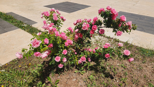 Groundcover roses and shrub roses spread low in landscapes. they need full sun, well-drained slightly acidic moist soil, and regular watering for healthy growth.