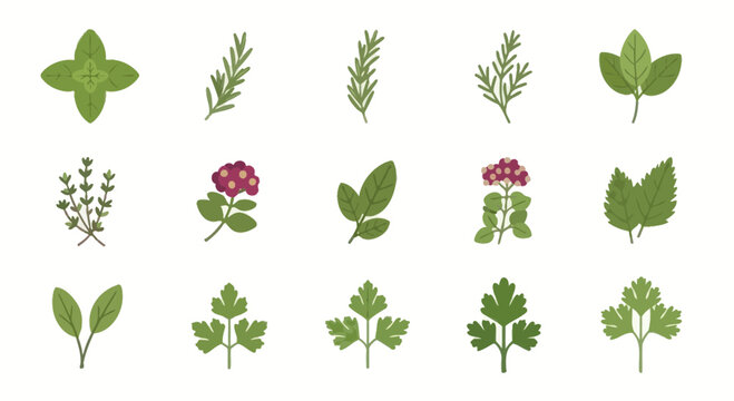 Herbs and Spices Collection, Culinary Plant Icons