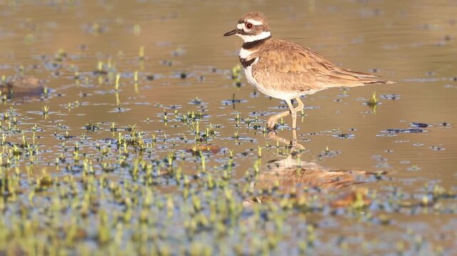 Killdeer (Charadrius vociferus) wading and hunting in shallow water at Shugru Reservoir, Lassen County, California. Head-cocked foraging behavior in slow motion.