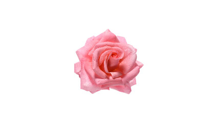 Fototapeta premium Beautiful Pink Rose with Water Droplets Isolated on White Background for Floral Design and Romantic Concepts