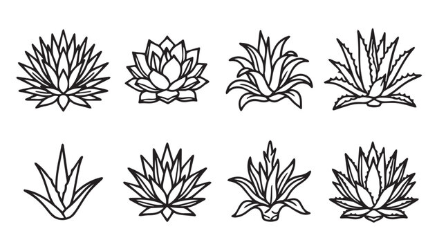 Eight hand drawn agave plant illustrations in a clean line art style on a white background