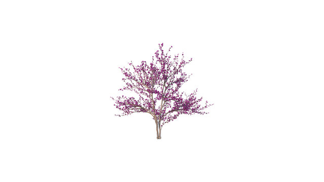 Pink Flowering Redbud Tree Isolated on White Background - Spring Bloom Graphic Element for Landscape Design