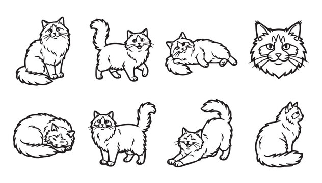 Fluffy Ragdoll cat poses collection in clean line art for graphic design projects