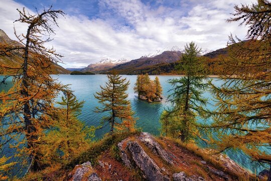 Island with autumn-coloured larches in Lake Sils, Engadin, Canton Graub&uuml;nden, Switzerland