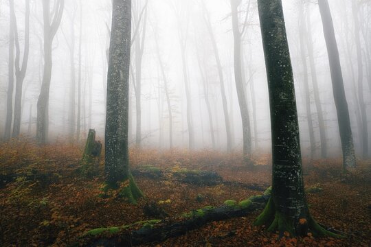 Beech forest (Fagus sylvatica) in autumn in the fog, bare tree trunks, Canton Aargau, Switzerland