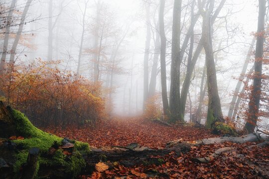 Autumn leaves on forest path through foggy beech forest (Fagus sylvatica), Canton Aargau, Switzerland