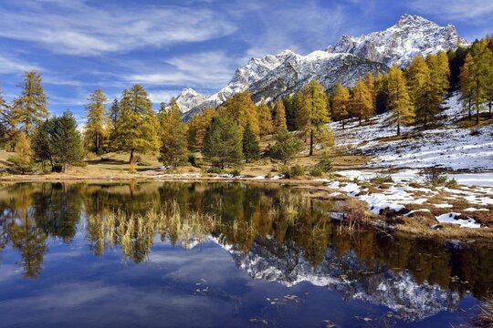 Snow-covered mountains and autumnal larch forest reflected in the Lai Nair, Schwarzsee lake, Tarasp, Engadin, Canton of Graub&uuml;nden, Switzerland