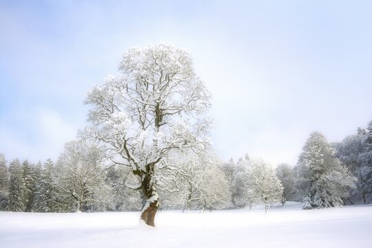 Winter landscape with snow-covered trees, Bernese Jura, Canton Bern, Switzerland