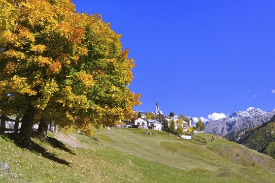 Autumnal tree, Guarda, Lower Engadine, Graub&uuml;nden, Switzerland