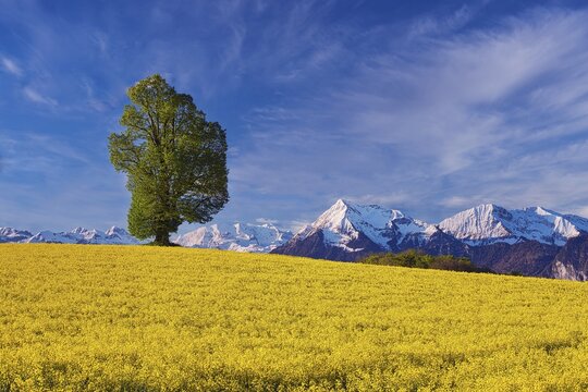 Single tree in blooming rape field, view of mountain Niesen and snowy Bernese Alps, canton Bern, Switzerland