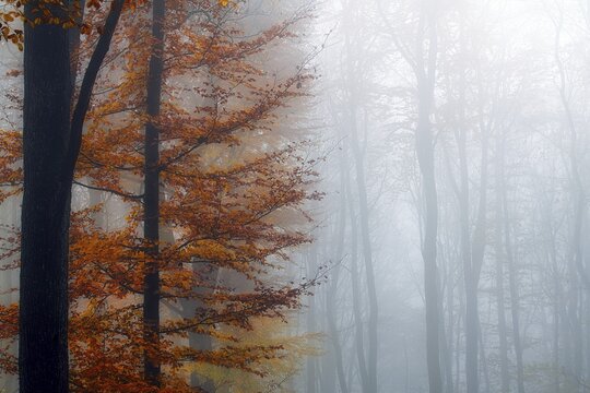 Single beech (Fagus sylvatica) with colourful autumn leaves, beech forest in fog, Canton Aargau, Switzerland