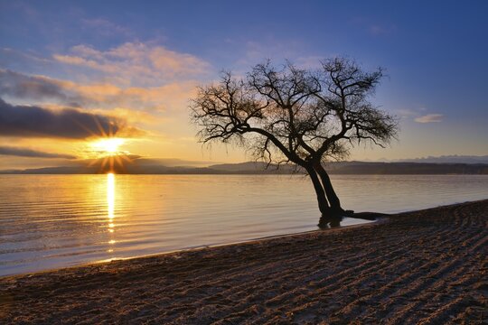 Leafless tree on a sandy beach at Lake Murten, cloudy atmosphere at sunrise, Canton Vaud, Switzerland