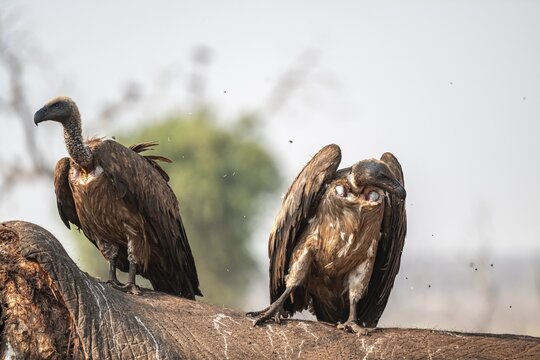 Many white-backed vultures (Gyps africanus), vultures feeding on the carcass of an elephant, macabre scavengers, Ihaha, Chobe National Park, Botswana