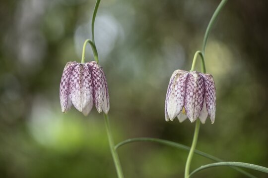 Snake's Head Fritillary (Fritillaria meleagris), Emsland, Lower Saxony, Germany
