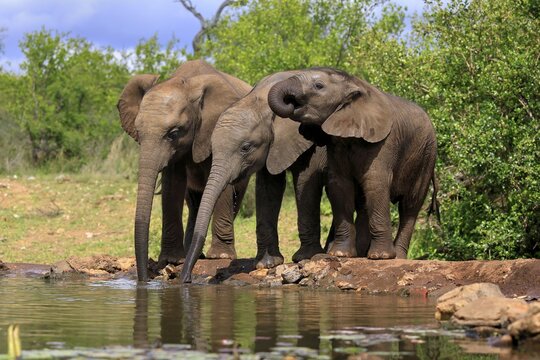 African elephant (Loxodonta africana), three young animals, at the water, drinking, group, Kruger National Park, Kruger National Park, South Africa