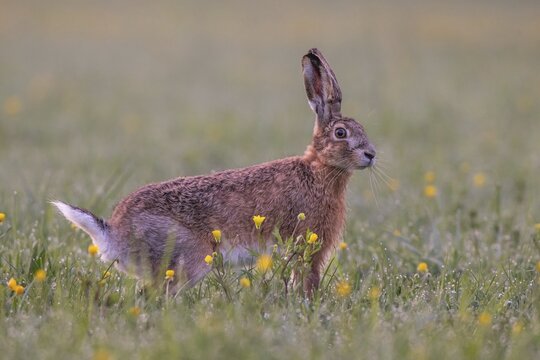 European hare (Lepus europaeus) in wet tall grass, Stuttgart, Rosensteinpark, Baden-W&uuml;rttemberg, Germany