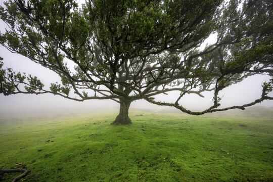 Stinkwood (Ocotea foetens) overgrown with moss and plants in the mist, Old laurel forest, Stink laurel, Laurisilva, UNESCO World Heritage Site, Fanal, Madeira, Portugal