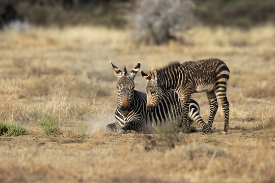 Cape Mountain Zebra (Equus zebra zebra), adult, young, mother with young, alert, foraging, Mountain Zebra National Park, Eastern Cape, South Africa