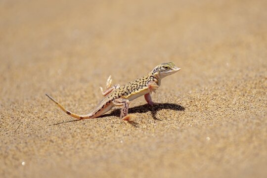 Shovel-nosed lizard (Meroles anchietae), in the sand, stretching its legs in the air to cool off, Namib Desert, Namib Naukluft Park, Namibia