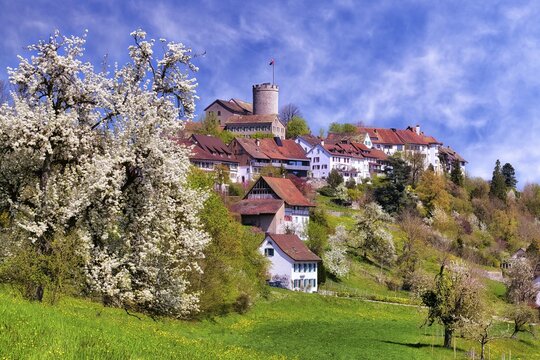 View of Regensberg village with blooming fruit trees, Canton of Zurich, Switzerland