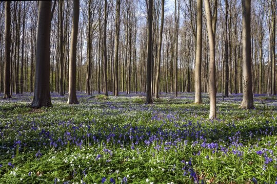 Bush anemone (Anemonoides nemorosa) and blue flowering bluebells (Hyacinthoides non-scripta) in the copper beech (Fagus sylvatica) forest, Hallerbos, near Halle, province of Flemish Brabant, Belgium