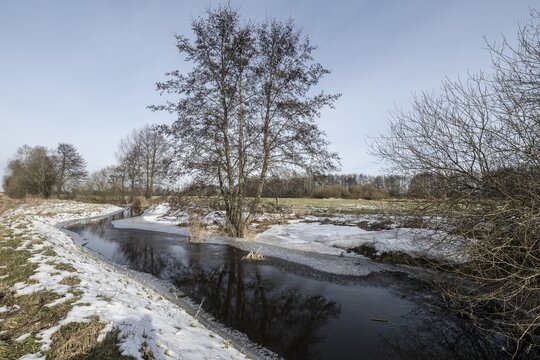 Stream with alders (Alnus glutinosa), Fischerhuder W&uuml;mmeniederung, Lower Saxony, Germany