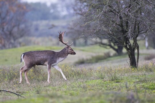 Fallow deer (Dama dama), Province of North Holland, Netherlands
