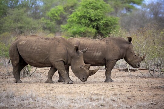 Two White rhinoceroses (Ceratotherium simum), adult, two males, pachyderms, Kruger National Park, South Africa