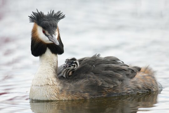 Great crested grebe (Podiceps cristatus) with chicks, Emsland, Lower Saxony, Germany