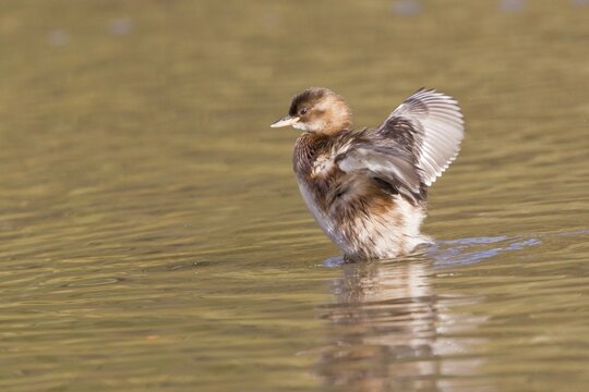 Little Grebe (Tachybaptus ruficollis) flapping its wings, Hesse, Germany