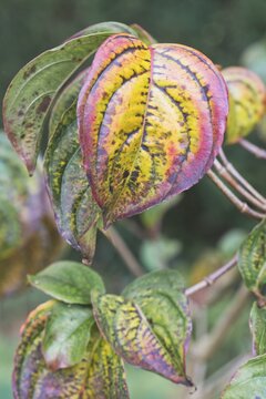 Japanese kousa dogwood (Cornus kousa), autumn foliage, Emsland, Lower Saxony, Germany