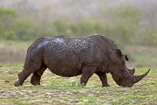 White rhinoceros (Ceratotherium simum), adult feeding, in the rain, Hluhluwe-iMfolozi National Park, KwaZulu Natal, South Africa