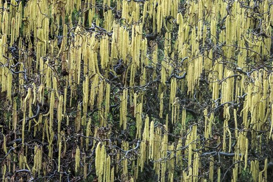 Hazelnut, corkscrew hazel (Corylus avellana contorta), flowering, Baden-W&uuml;rttemberg, Germany