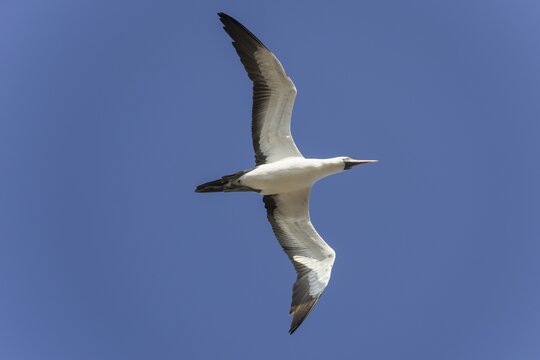 Nazca Booby (Sula granti) in flight, Isla Genovesa, Gal&aacute;pagos Islands