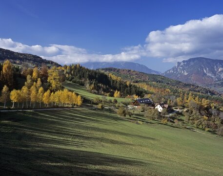 Birch trees and a farm in autumn, Rax Range in background, Lower Austria, Austria, Europe