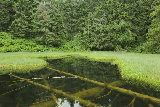 Marsh, Mala Fatra National Park, Slovakia, Europe